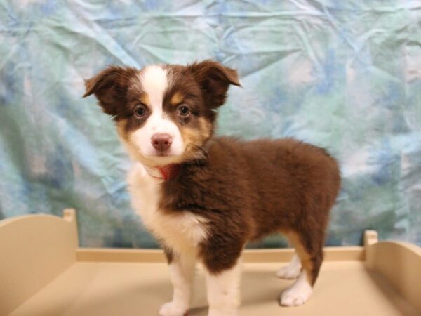 Miniature Australian Shepherd-DOG-Female-Red / White-26025-Petland Racine, Wisconsin