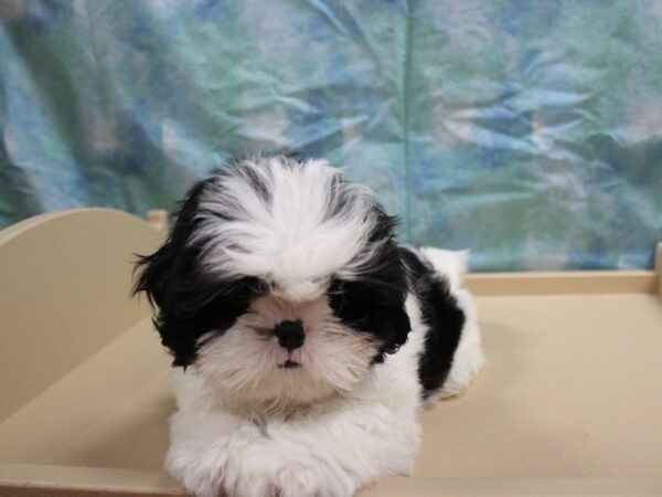 Shih Tzu-DOG-Male-Black / White-26019-Petland Racine, Wisconsin