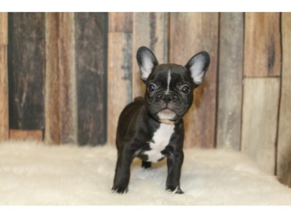 French Bulldog-DOG-Male-Brindle-16431-Petland Racine, Wisconsin