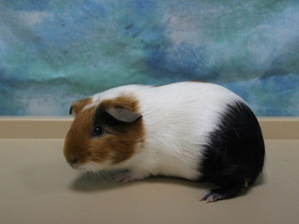 American Guinea Pig-GUINEA PIG-Female--25764-Petland Racine, Wisconsin
