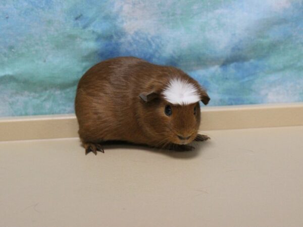 Crested-GUINEA PIG-Female--26040-Petland Racine, Wisconsin