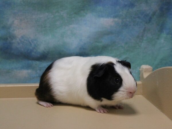 American Guinea Pig-GUINEA PIG-Male--26037-Petland Racine, Wisconsin