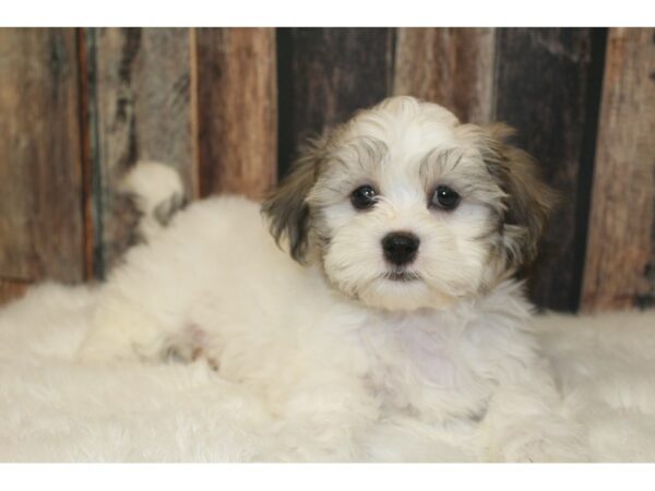 Teddy Bear-DOG-Female-Black Brown / White-16438-Petland Racine, Wisconsin