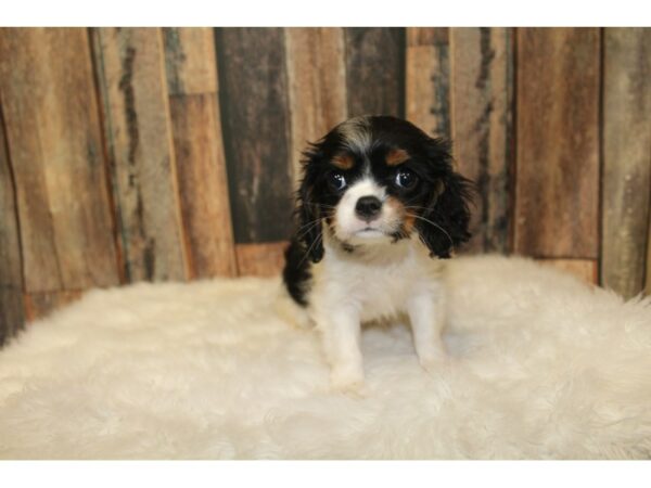 Cavalier King Charles Spaniel-DOG-Female-Tri-Colored-16445-Petland Racine, Wisconsin
