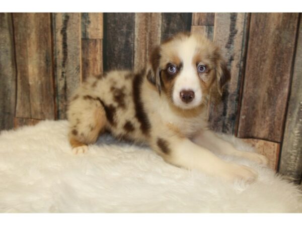 Australian Shepherd-DOG-Female-Red Merle-16446-Petland Racine, Wisconsin
