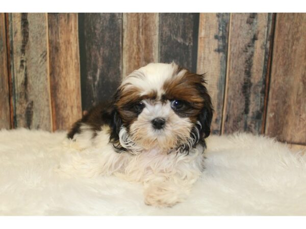 Shih Tzu-DOG-Male-Brown / White-16447-Petland Racine, Wisconsin