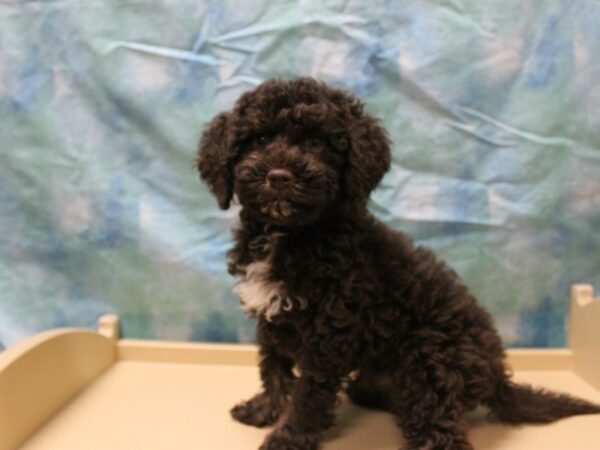 Goldendoodle Mini 2nd Gen-DOG-Male-Chocolate-26077-Petland Racine, Wisconsin