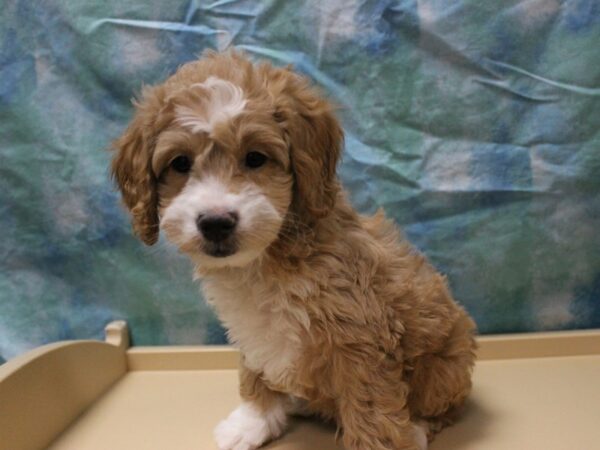 Goldendoodle Mini 2nd Gen-DOG-Male-Tan / White-26079-Petland Racine, Wisconsin