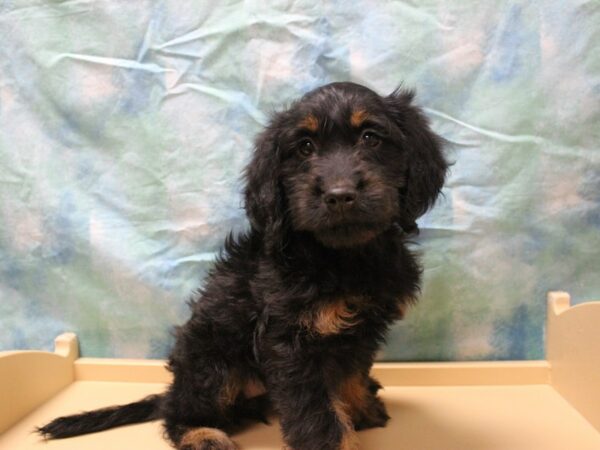 Goldendoodle Mini 2nd Gen-DOG-Female-Blue-26075-Petland Racine, Wisconsin