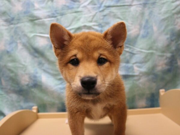 Shiba Inu-DOG-Male-Red Sesame-26082-Petland Racine, Wisconsin