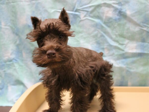 Miniature Schnauzer-DOG-Male-Chocolate-26084-Petland Racine, Wisconsin