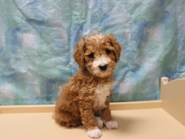 Mini Goldendoodle 2nd Gen-DOG-Male-Red / White-26118-Petland Racine, Wisconsin