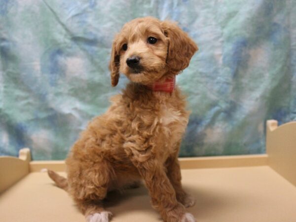 Mini Goldendoodle 2nd Gen-DOG-Female-Tan-26120-Petland Racine, Wisconsin