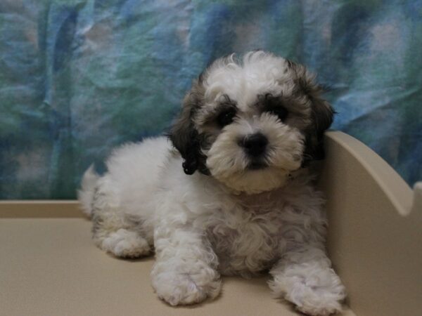 Teddy Bear-DOG-Female-Brown / White-26131-Petland Racine, Wisconsin