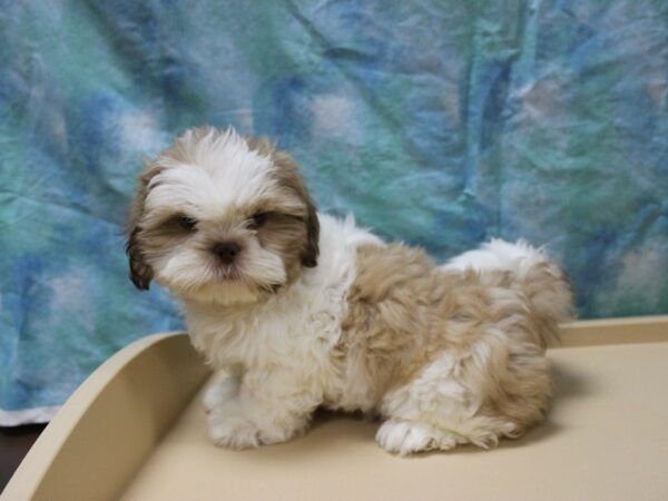 Shih Tzu-DOG-Male-Liver / White-26121-Petland Racine, Wisconsin