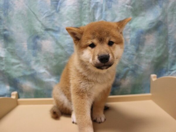 Shiba Inu-DOG-Male-Red-26125-Petland Racine, Wisconsin