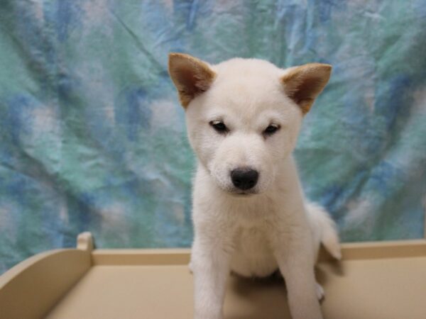 Shiba Inu-DOG-Female-Cream-26126-Petland Racine, Wisconsin