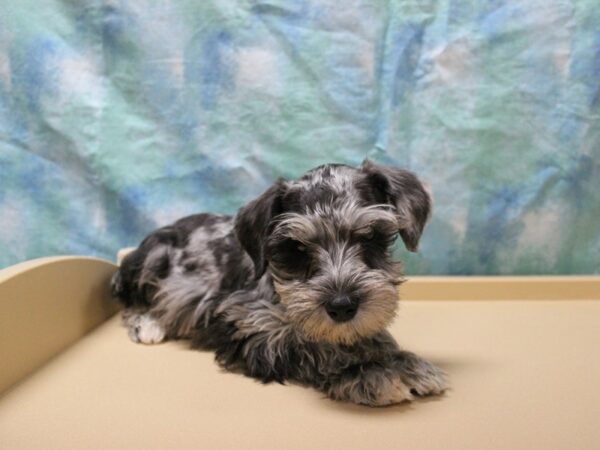 Miniature Schnauzer-DOG-Female-Blue Merle-26127-Petland Racine, Wisconsin