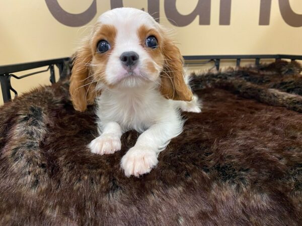 Cavalier King Charles Spaniel-DOG-Female-Blenheim-16456-Petland Racine, Wisconsin