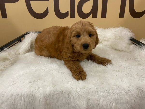 Goldendoodle Mini 2nd Gen-DOG-Male-Red-16463-Petland Racine, Wisconsin