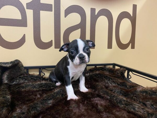 Boston Terrier-DOG-Male-Black / White-16458-Petland Racine, Wisconsin