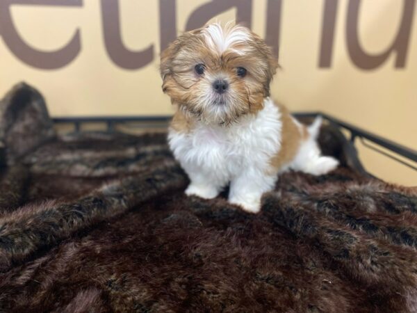 Shih Tzu-DOG-Male-Brown Black / White-16455-Petland Racine, Wisconsin