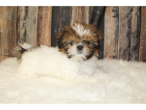 Shih Tzu-DOG-Female-Brown Black / White-16454-Petland Racine, Wisconsin