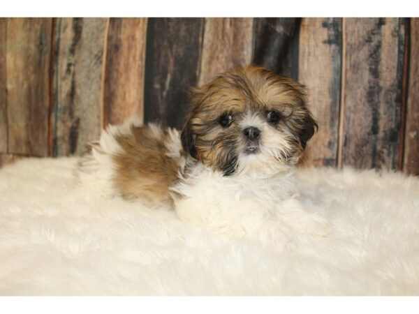 Shih Tzu-DOG-Female-Brown Black / White-16472-Petland Racine, Wisconsin