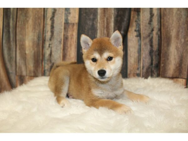 Shiba Inu-DOG-Female-Red-16473-Petland Racine, Wisconsin