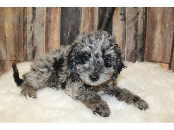Goldendoodle Mini 2nd Gen-DOG-Female-Blue Merle-16477-Petland Racine, Wisconsin