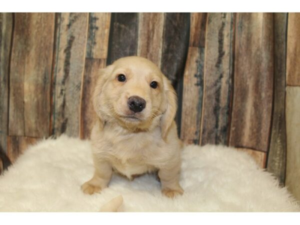 Goldendoodle Mini 2nd Gen-DOG-Male-Light Golden-16479-Petland Racine, Wisconsin