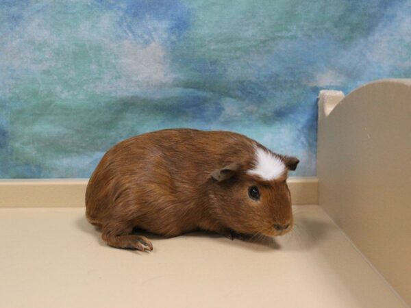 American Guinea Pig-GUINEA PIG-Female--26156-Petland Racine, Wisconsin