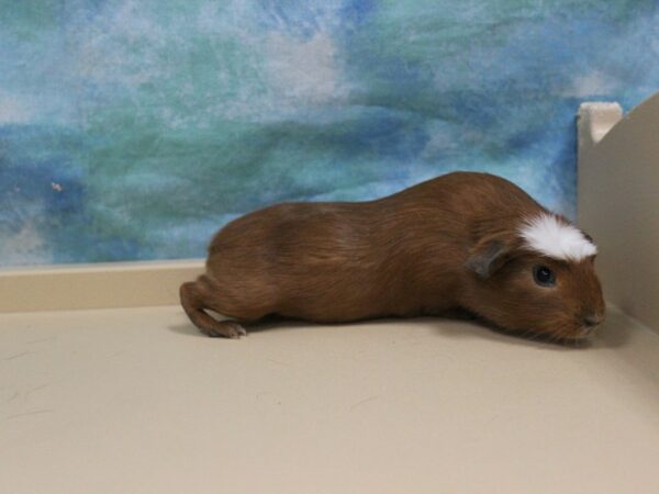 Crested-GUINEA PIG-Female--26108-Petland Racine, Wisconsin