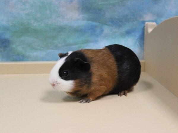 American Guinea Pig-GUINEA PIG-Male--26106-Petland Racine, Wisconsin