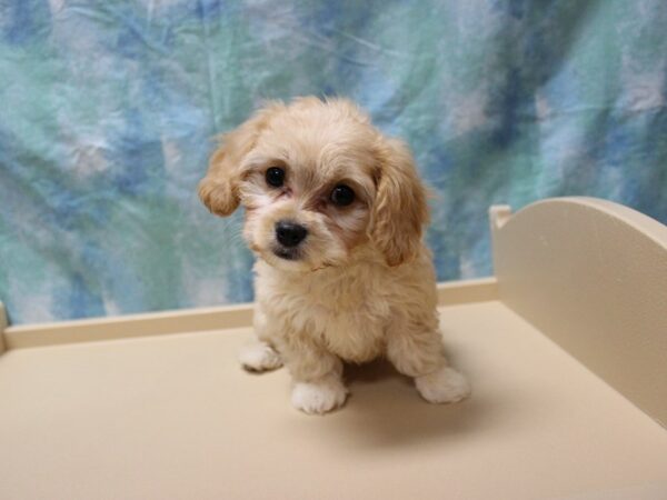 Cavachon-DOG-Male-Apricot-26133-Petland Racine, Wisconsin