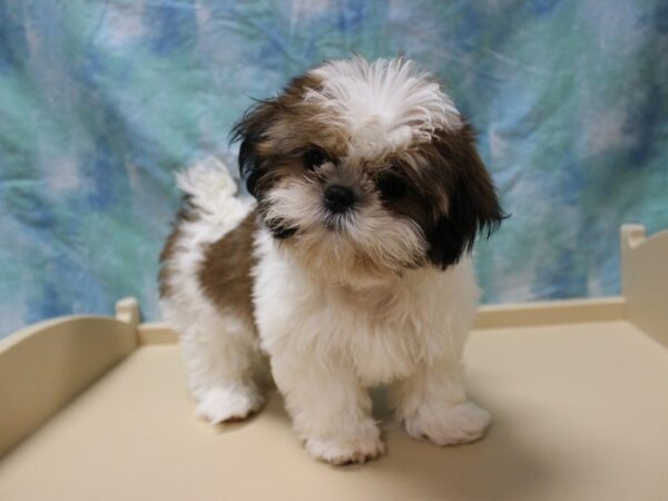 Shih Tzu-DOG-Female-Red / White-26141-Petland Racine, Wisconsin
