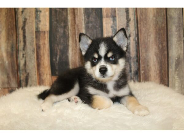 Pomsky-DOG-Male-Black / White-16481-Petland Racine, Wisconsin