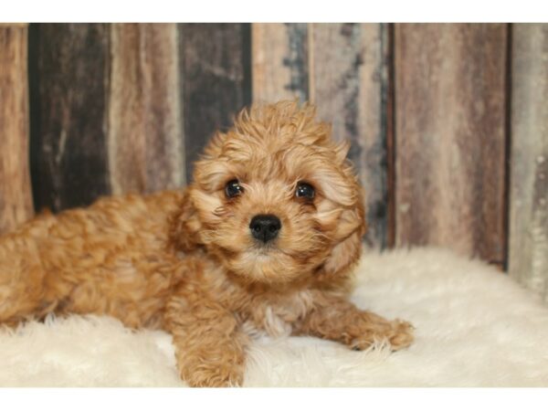 Cavachon-DOG-Female-Red-16483-Petland Racine, Wisconsin