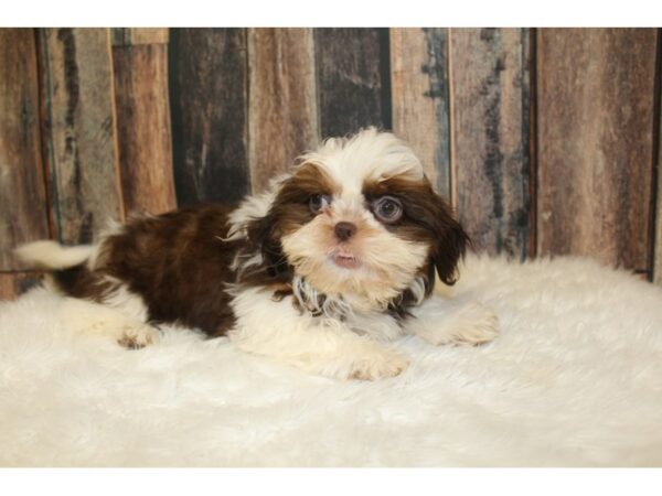 Shih Tzu-DOG-Female-Brown / White-16490-Petland Racine, Wisconsin