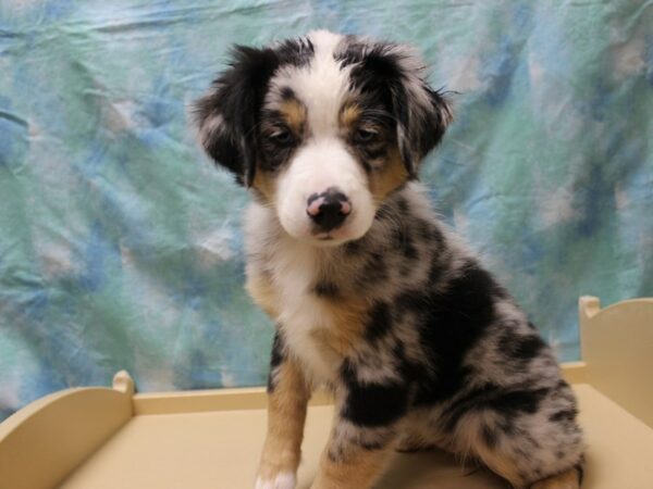 Miniature Australian Shepherd-DOG-Female-Blue Merle-26170-Petland Racine, Wisconsin