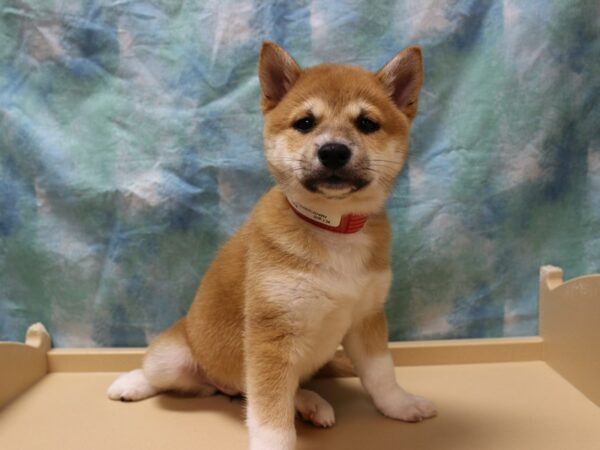 Shiba Inu-DOG-Female-Red-26172-Petland Racine, Wisconsin