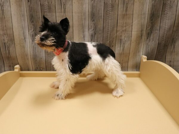 Miniature Schnauzer-DOG-Female-Black-26206-Petland Racine, Wisconsin