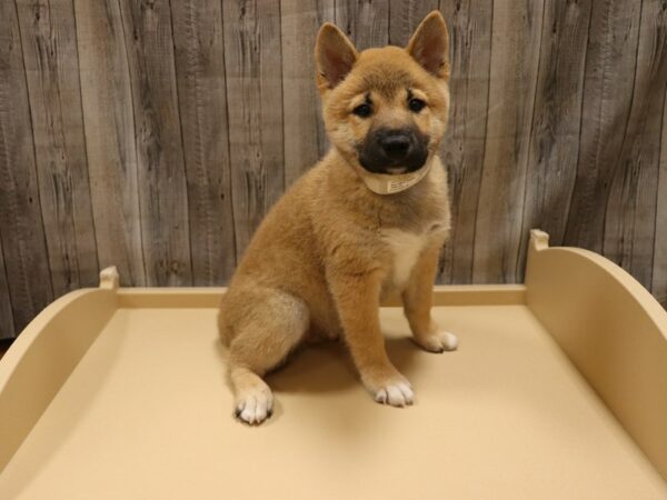 Shiba Inu-DOG-Male-Red-26205-Petland Racine, Wisconsin