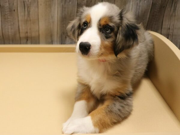 Miniature Australian Shepherd-DOG-Female-Blue Merle-26200-Petland Racine, Wisconsin
