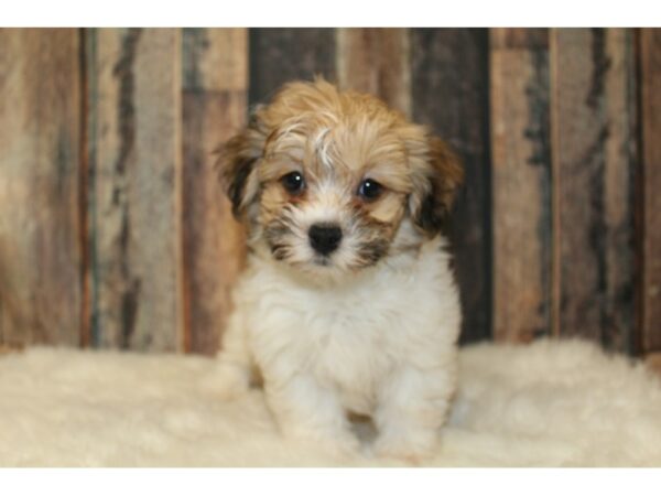 Havanese-DOG-Male-Brown / White-16501-Petland Racine, Wisconsin