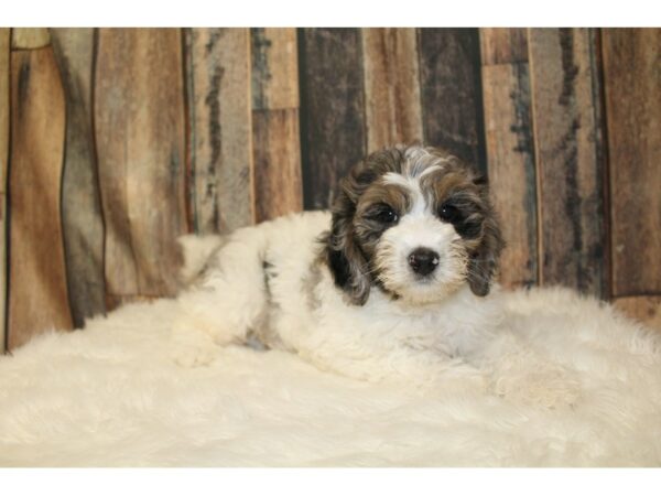 Goldendoodle Mini 2nd Gen-DOG-Female-Blue Merle / White-16504-Petland Racine, Wisconsin