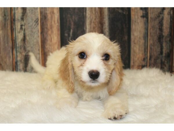 Cavachon-DOG-Female-White-16510-Petland Racine, Wisconsin