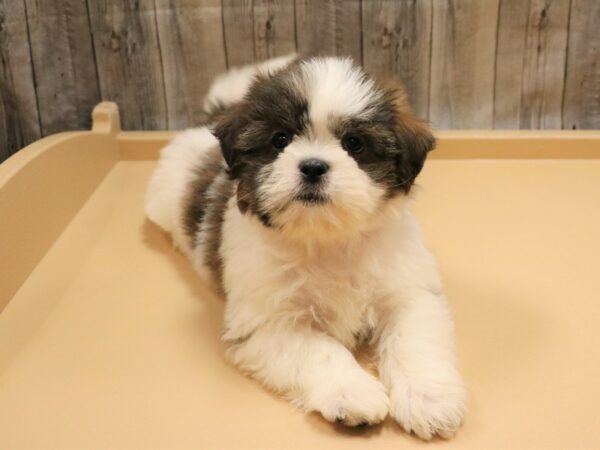 Shih Tzu-DOG-Female-Brown / White-26237-Petland Racine, Wisconsin