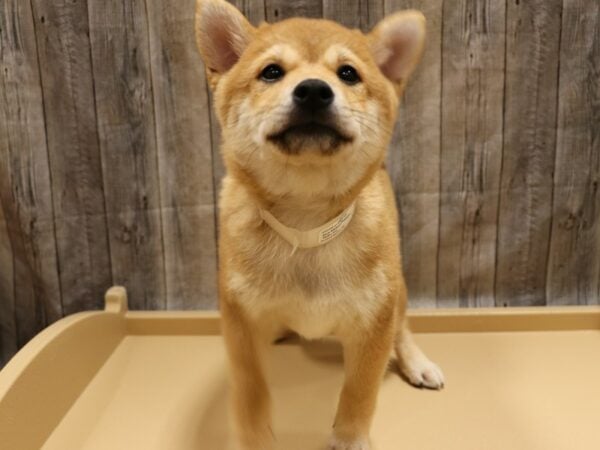 Shiba Inu-DOG-Male-Red-26236-Petland Racine, Wisconsin