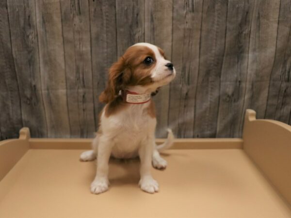 Cavalier King Charles Spaniel-DOG-Female-Blenheim-26235-Petland Racine, Wisconsin